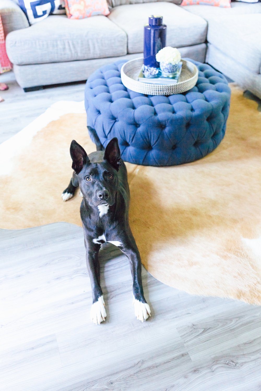 Dog sitting on luxury vinyl flooring in a bright living room